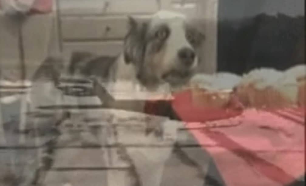 PTSD dog…dog has war flashback during its birthday party.