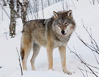 A pack of wolves in the snow – Video