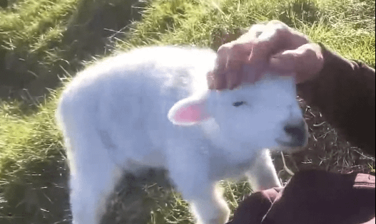 Wholesome Animal Compilation: End of February, 2025 (Video)