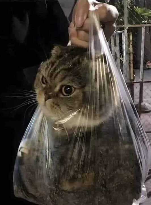 Cat in a bag.