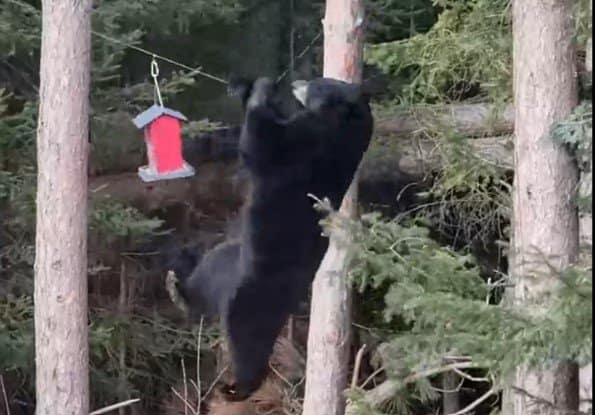 Bear goes on an impossible mission to retrieve food from what looks like a bird house.