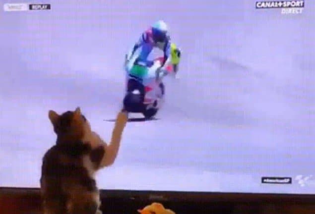 Cat swipes biker on TV screen.