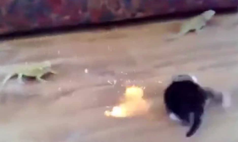 Kitten vs. bearded dragons w/lasers.